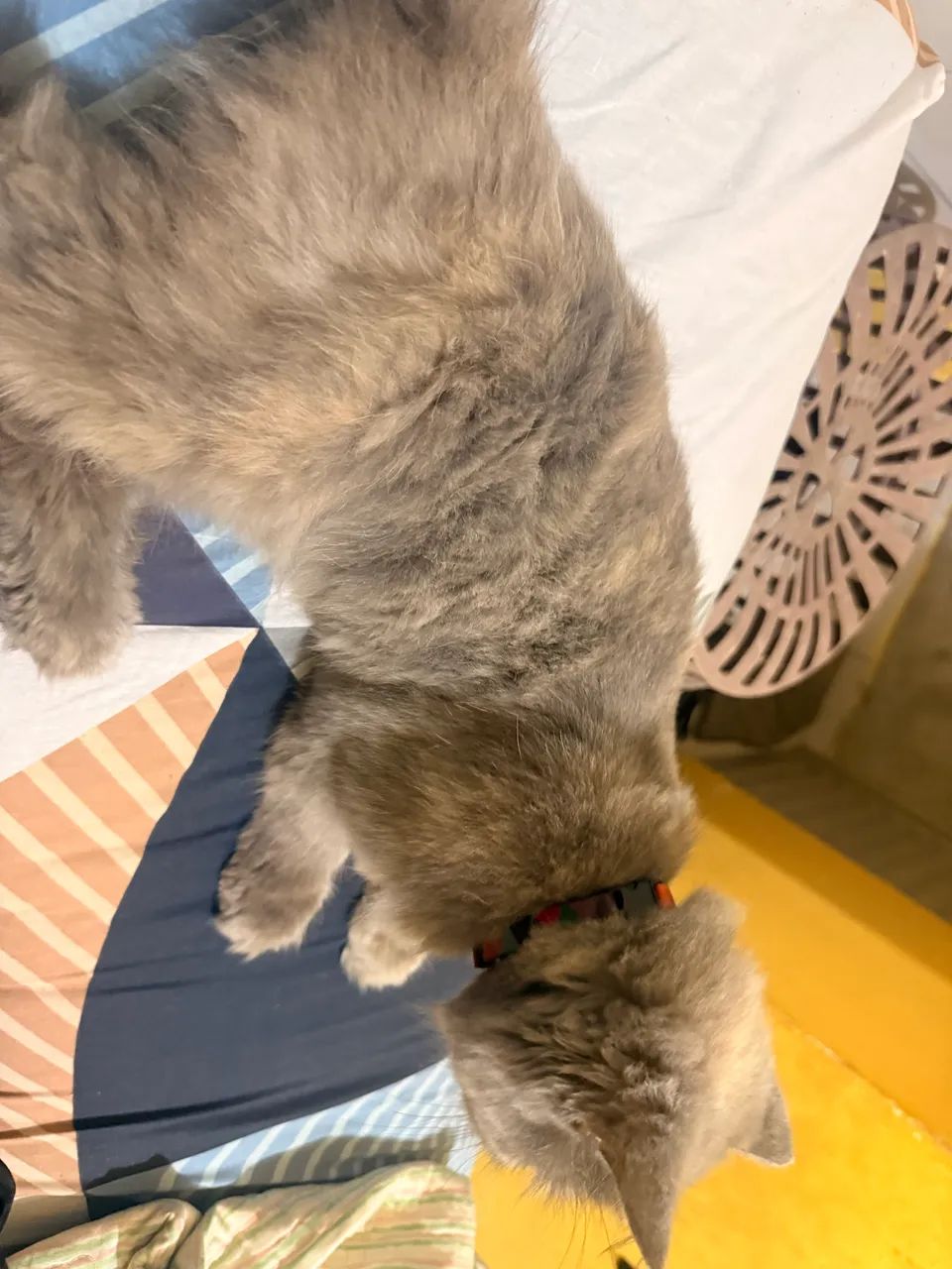 Gata persa Raça Exotic Shorthair Fêmea  - Foto 5