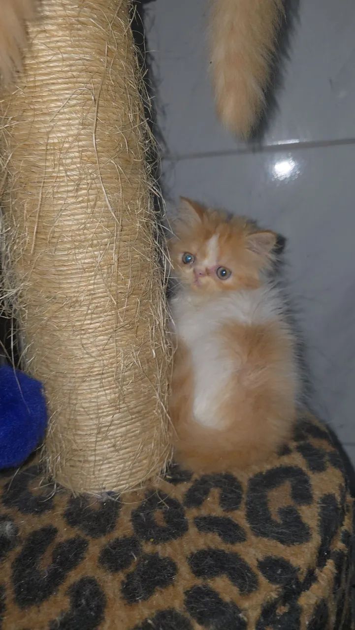 Gatos persa  - Foto 2