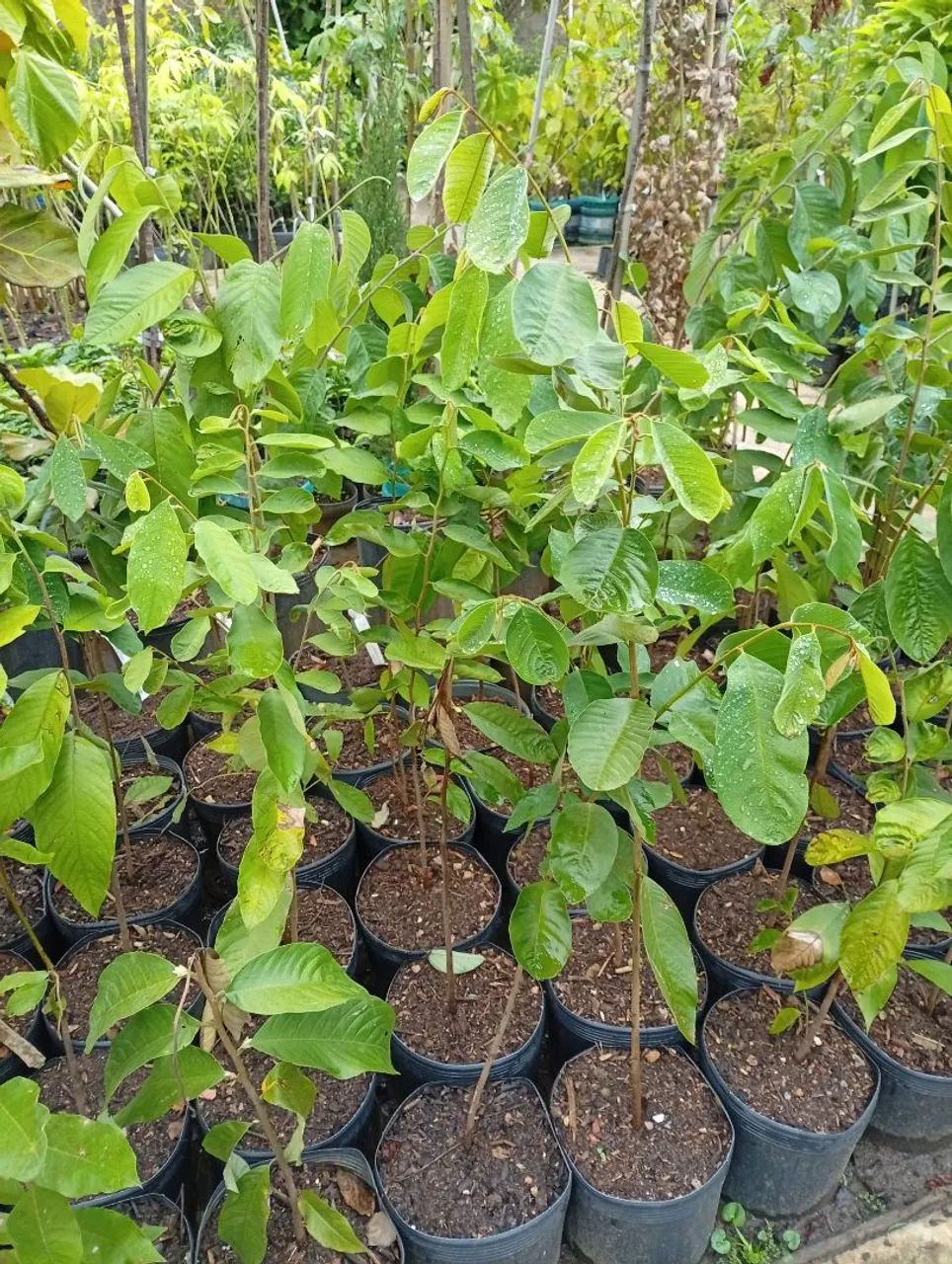Mudas de Ariticum  - Foto 3