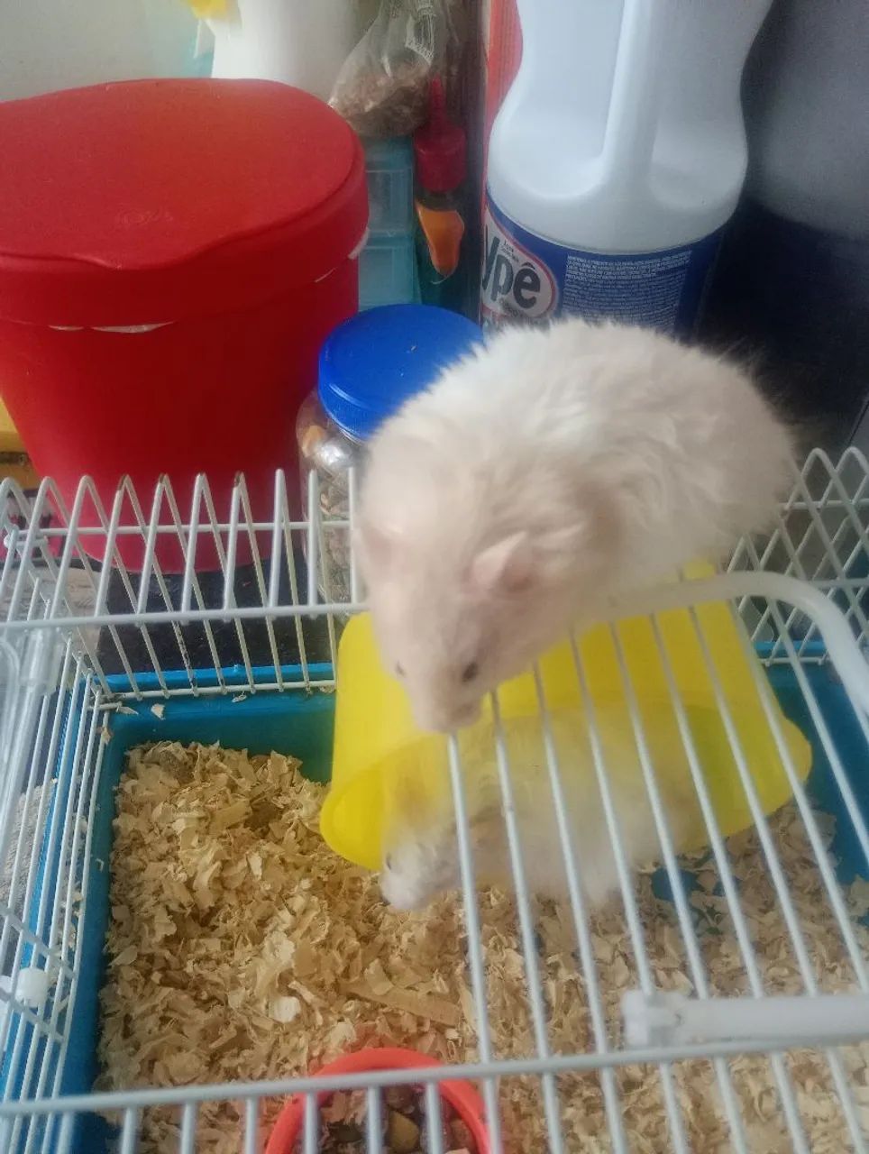 Hamster Sírio 