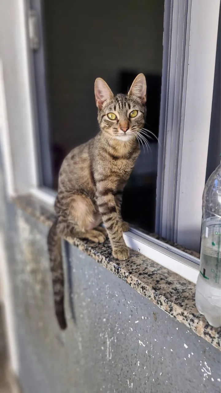 Gatinha castrada! - Foto 2