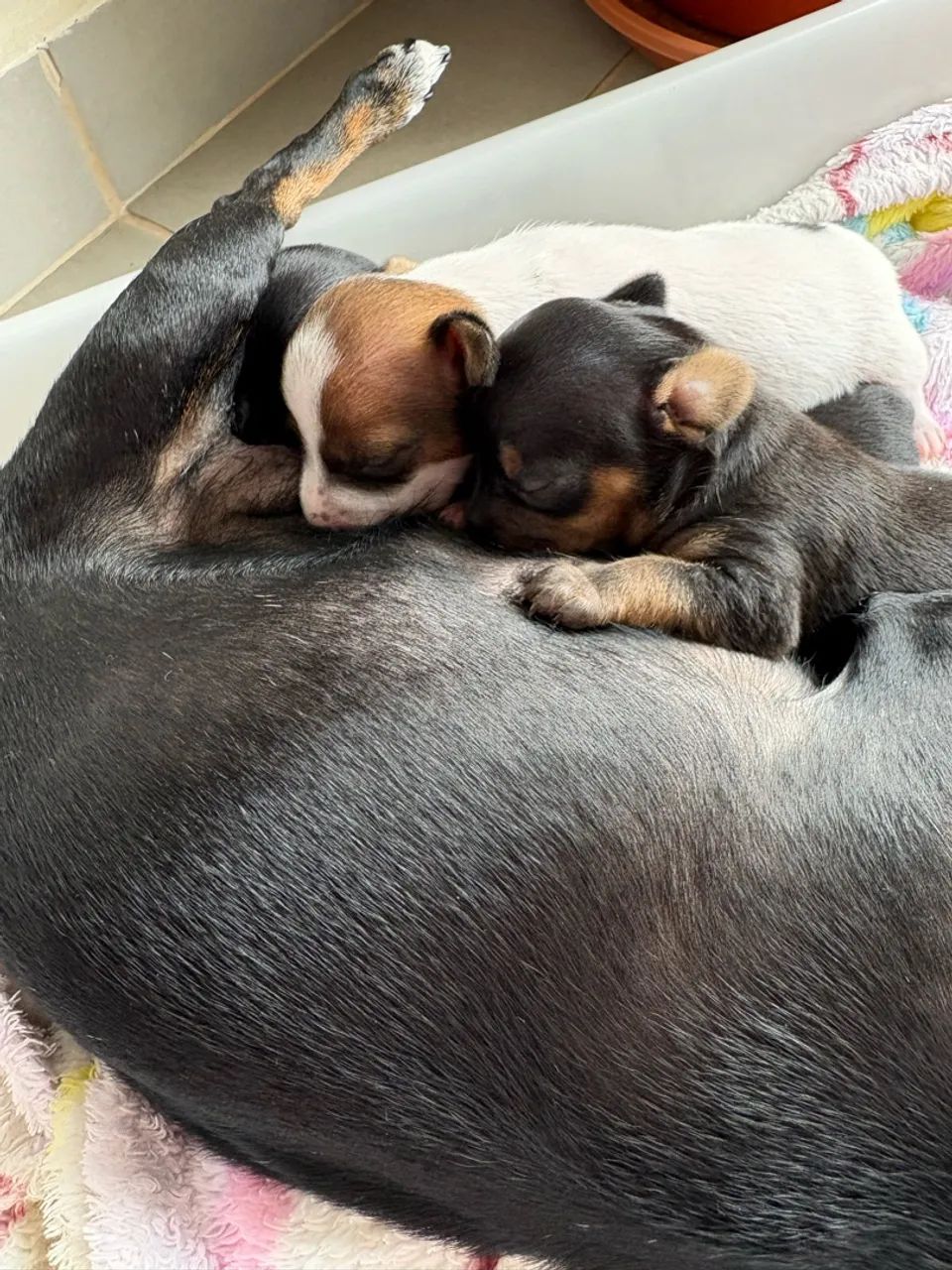 Dog - Foto 2