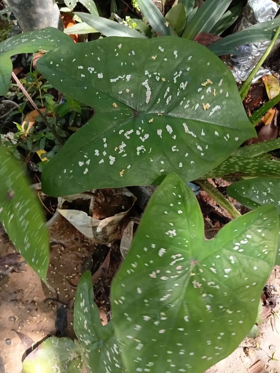Plantas ornamentais 