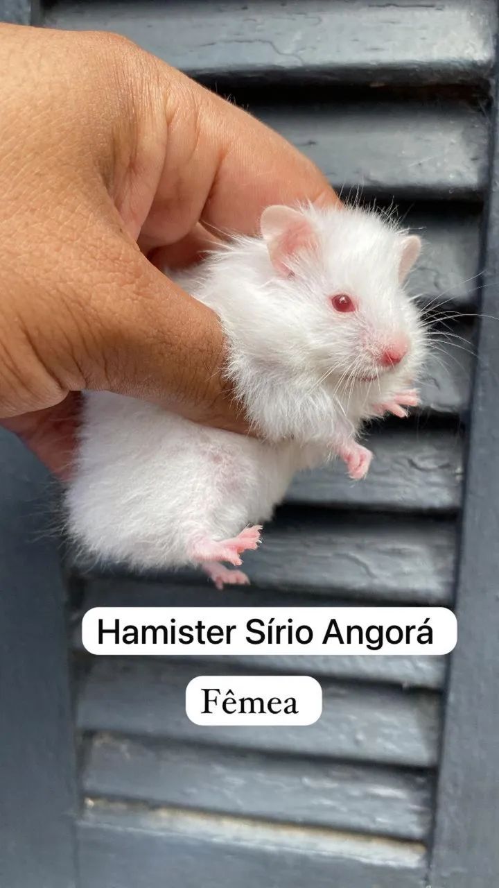 Hamister Sírio Angorá  - Foto 2