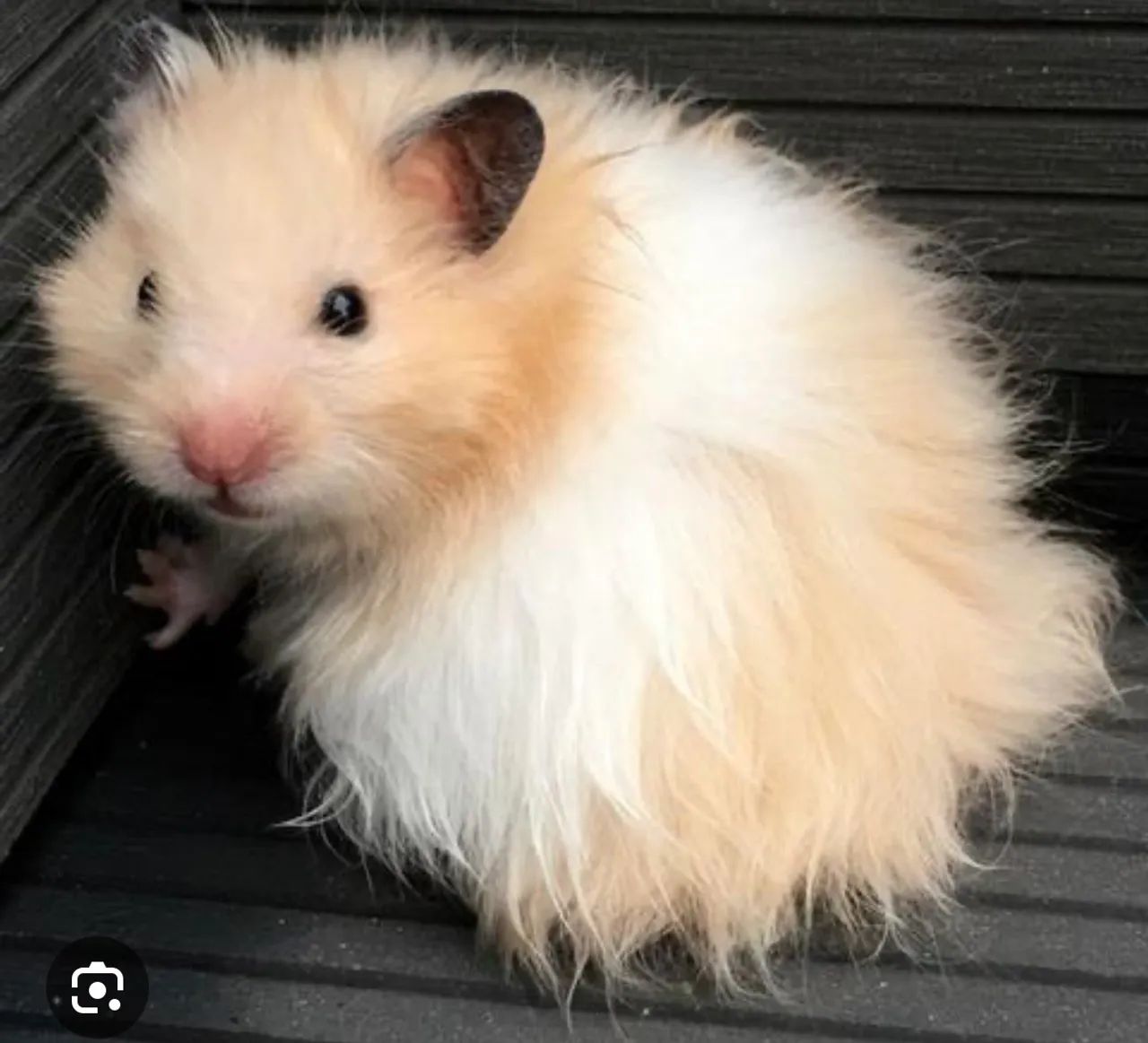 Hamster angora sírio lindos - Foto 5