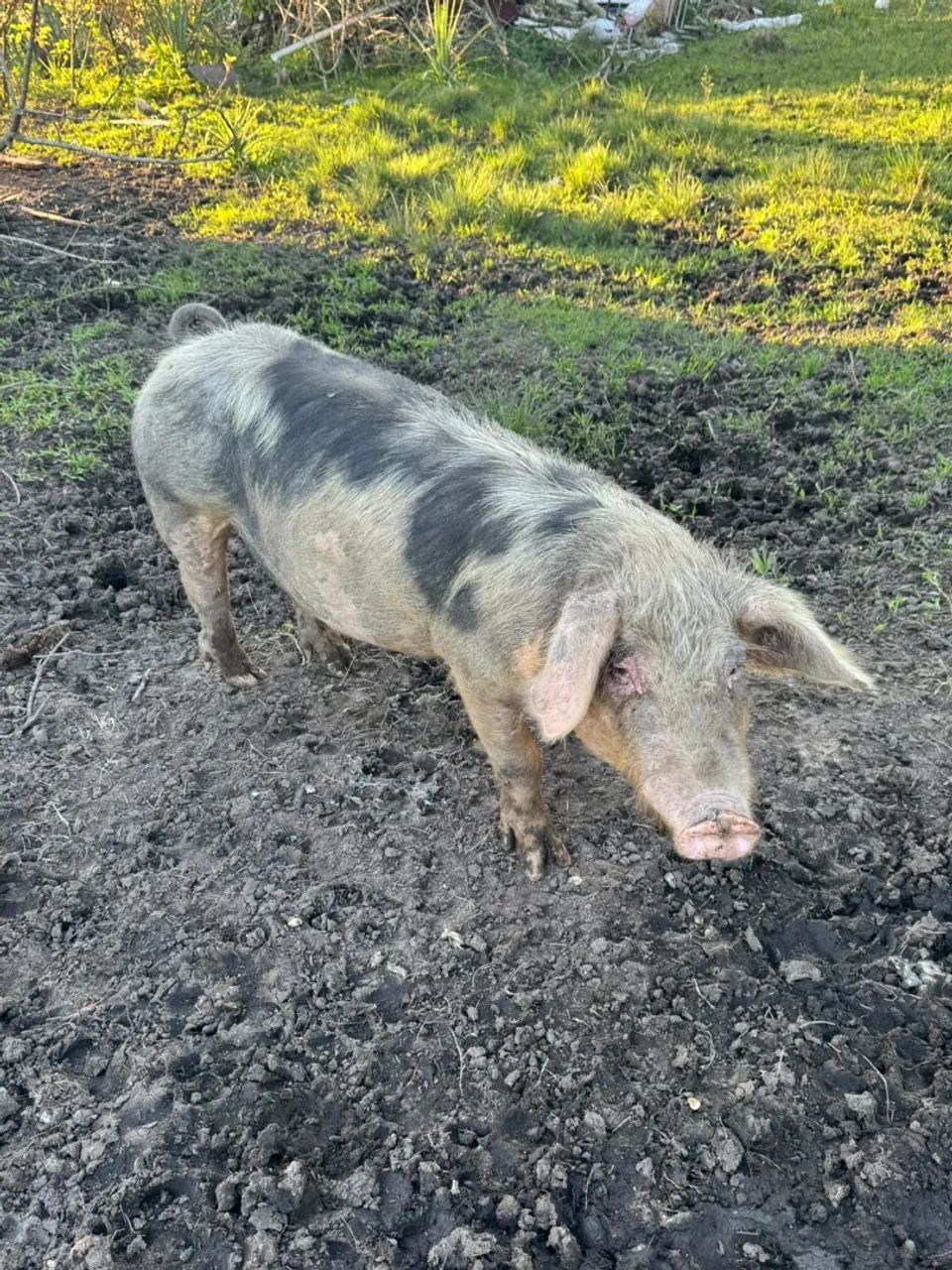 Porca  - Foto 3