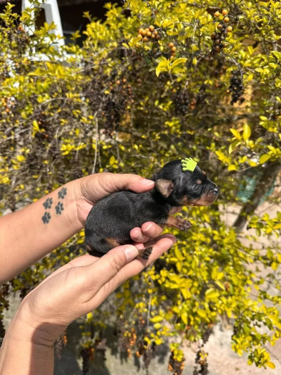 Pinscher  - Foto 3