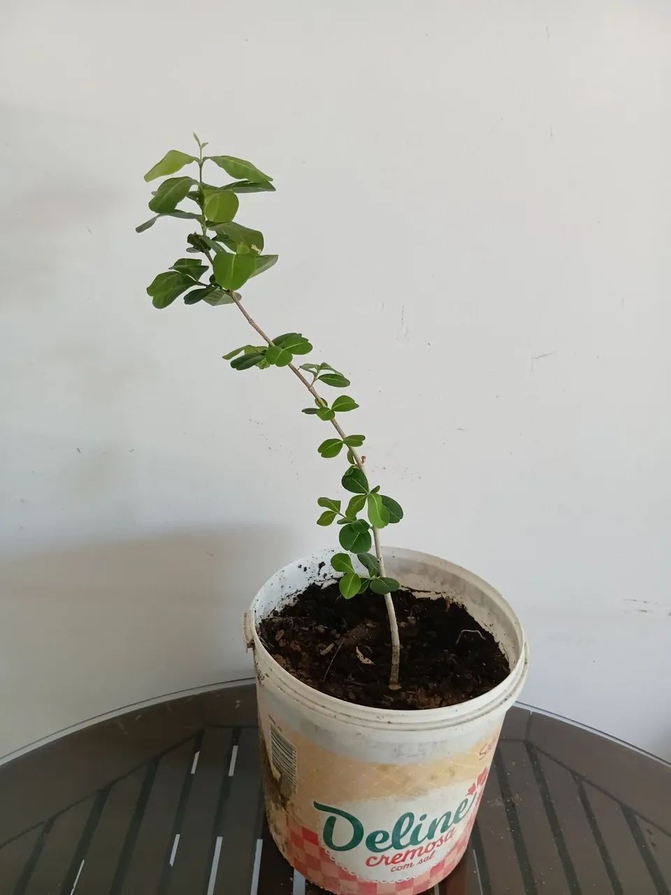 Muda acerola da semente