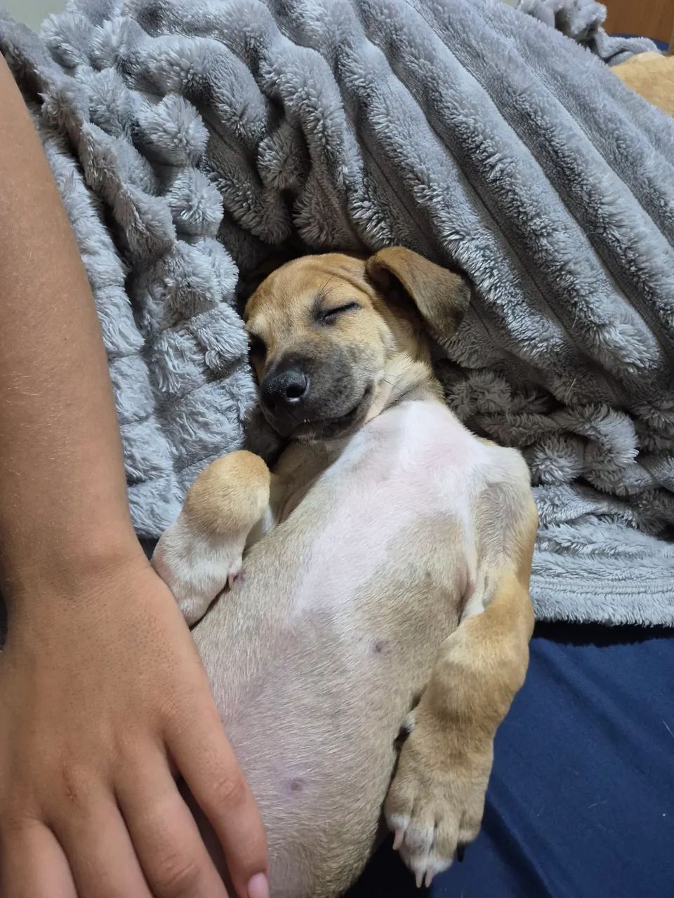 Cachorro para adoção - Foto 3