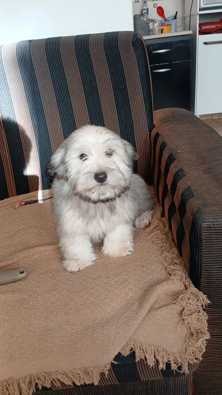 Filhote de lhassa apso 