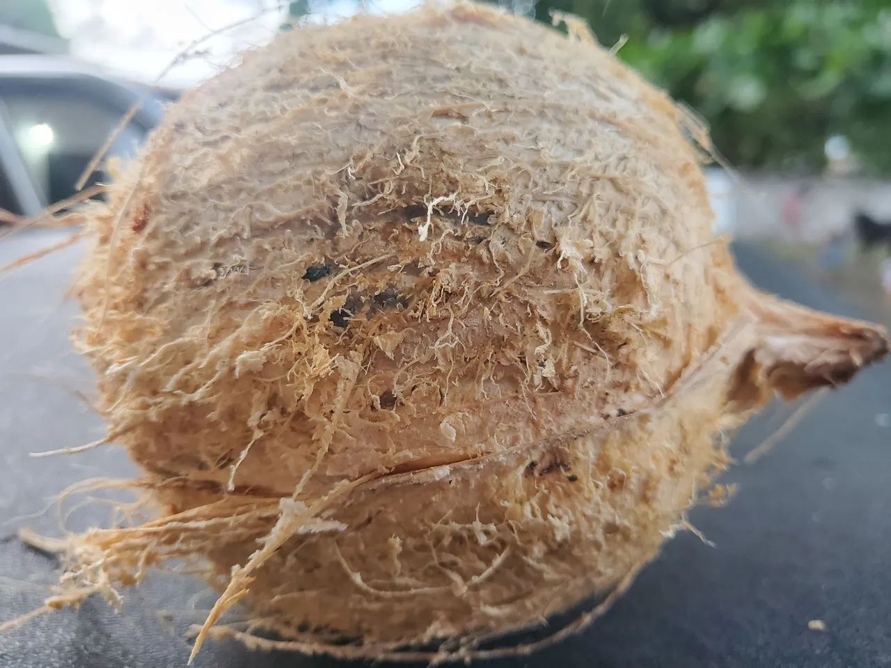 Vendo coco seco - Foto 2