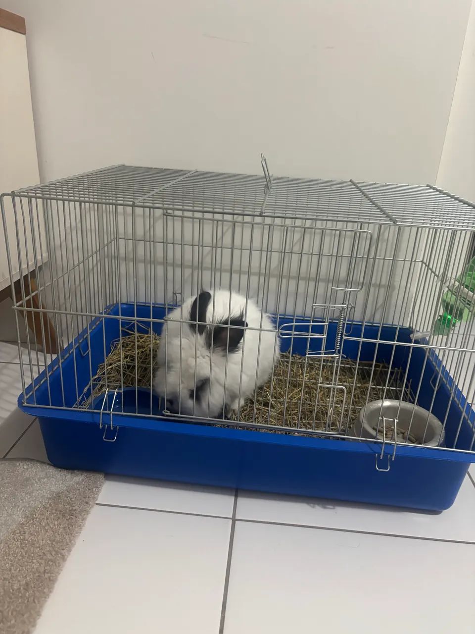 Mini coelho anão leão  - Foto 2
