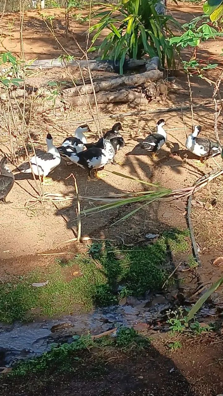 Vendo pato