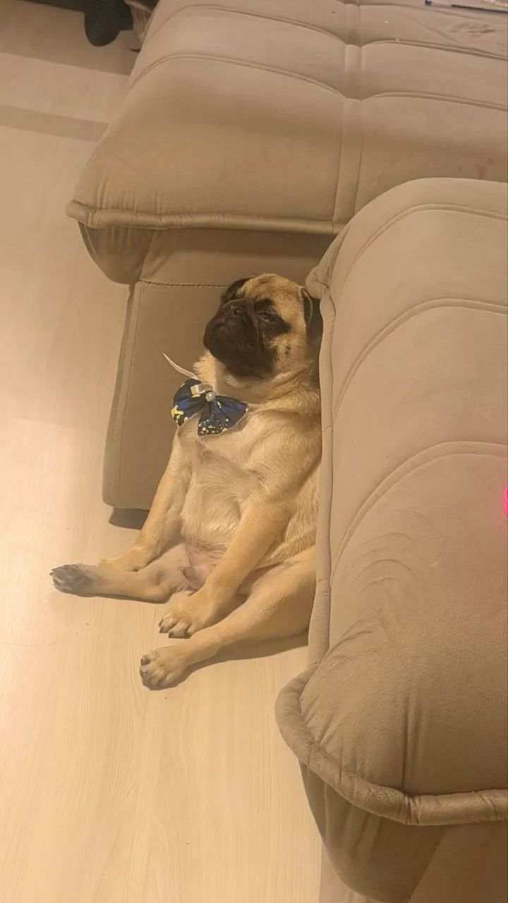 Pug 8 meses  - Foto 2