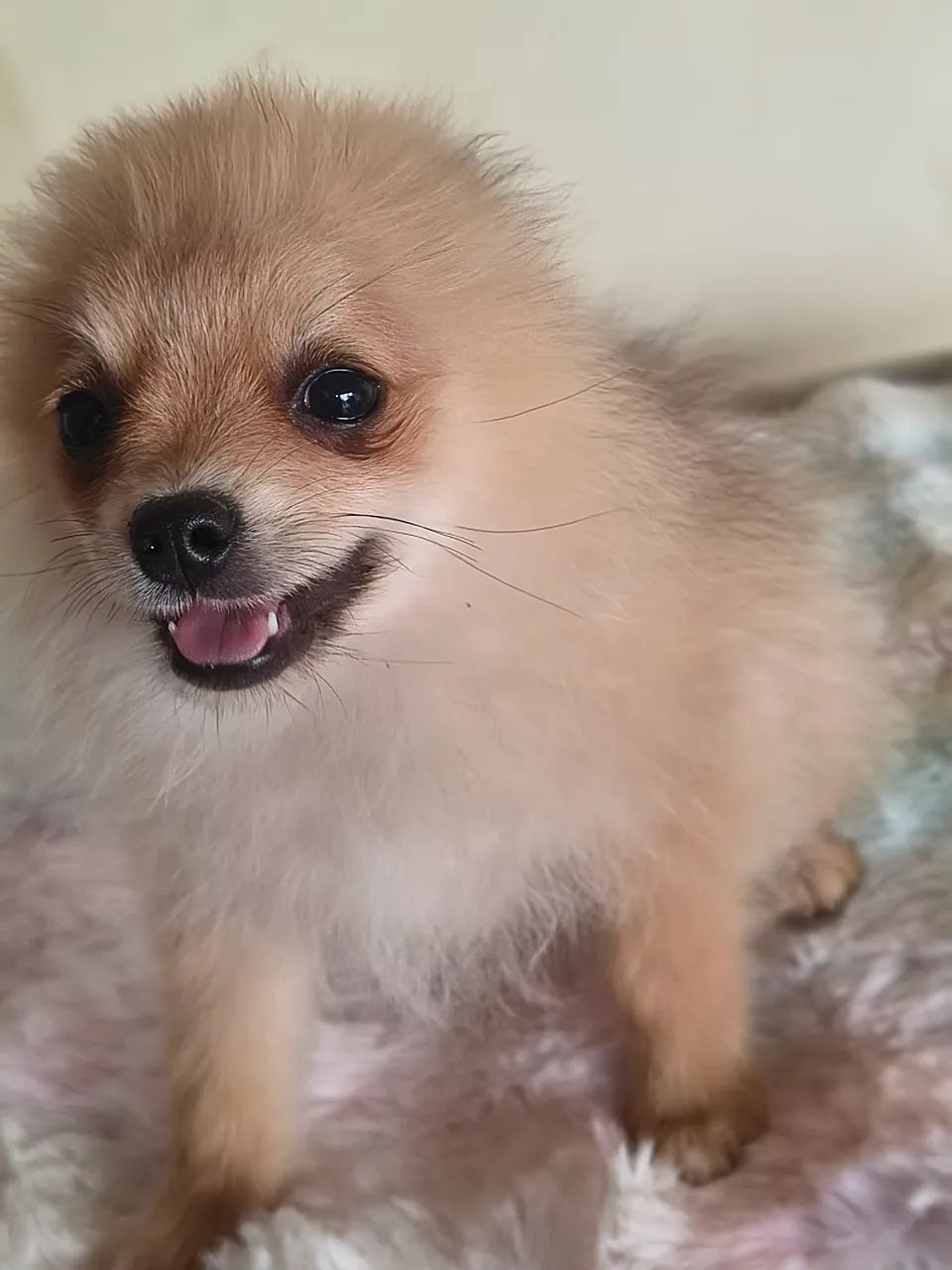 Spitz alemão, - Foto 4