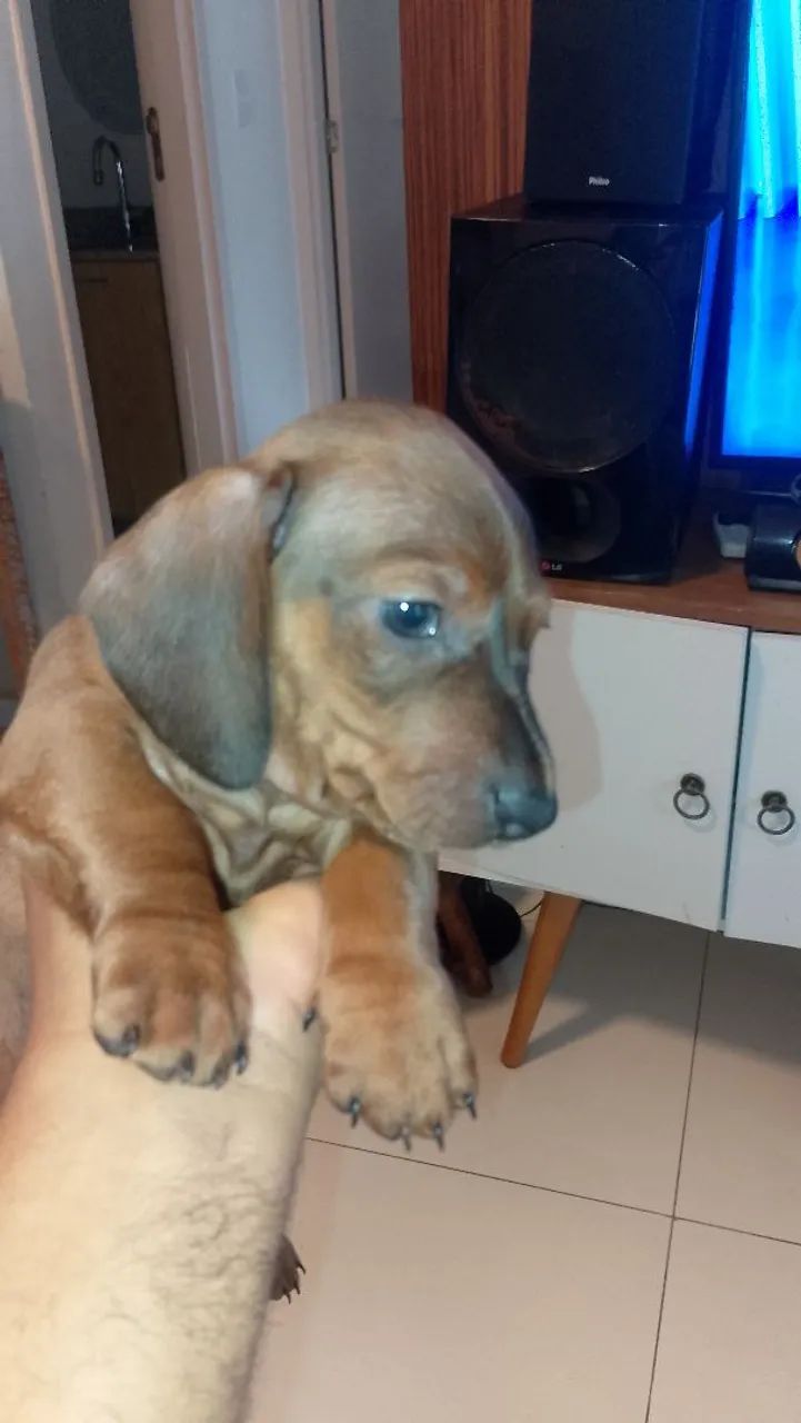Dachshund pedigree  - Foto 5