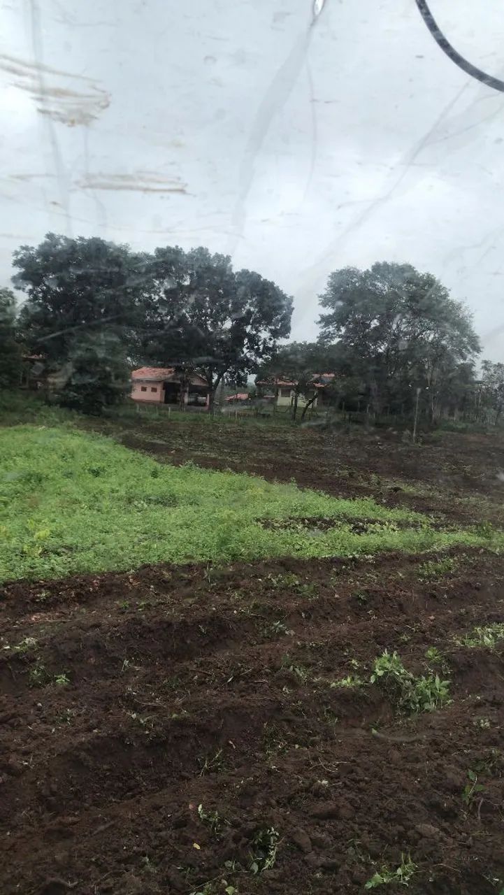 SEMENTES PARA PASTAGEM - Foto 4