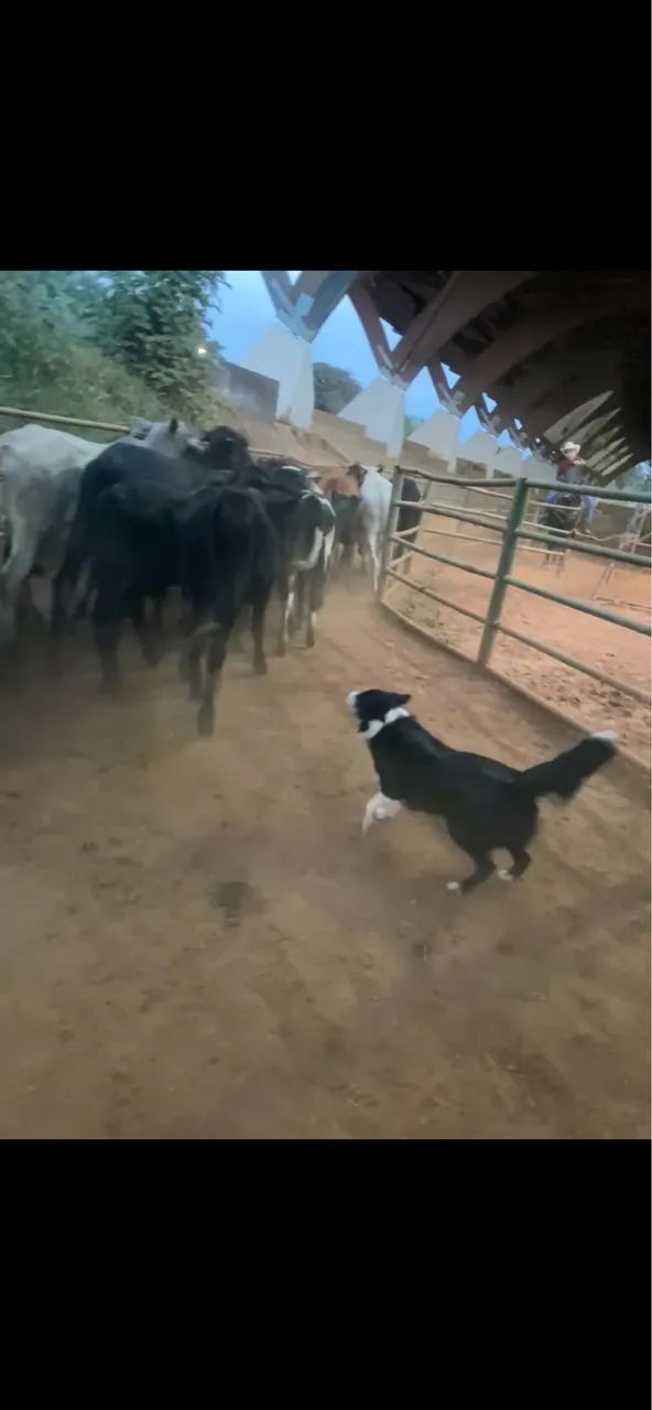 Filhotes de Boder collie pastoreio  - Foto 2