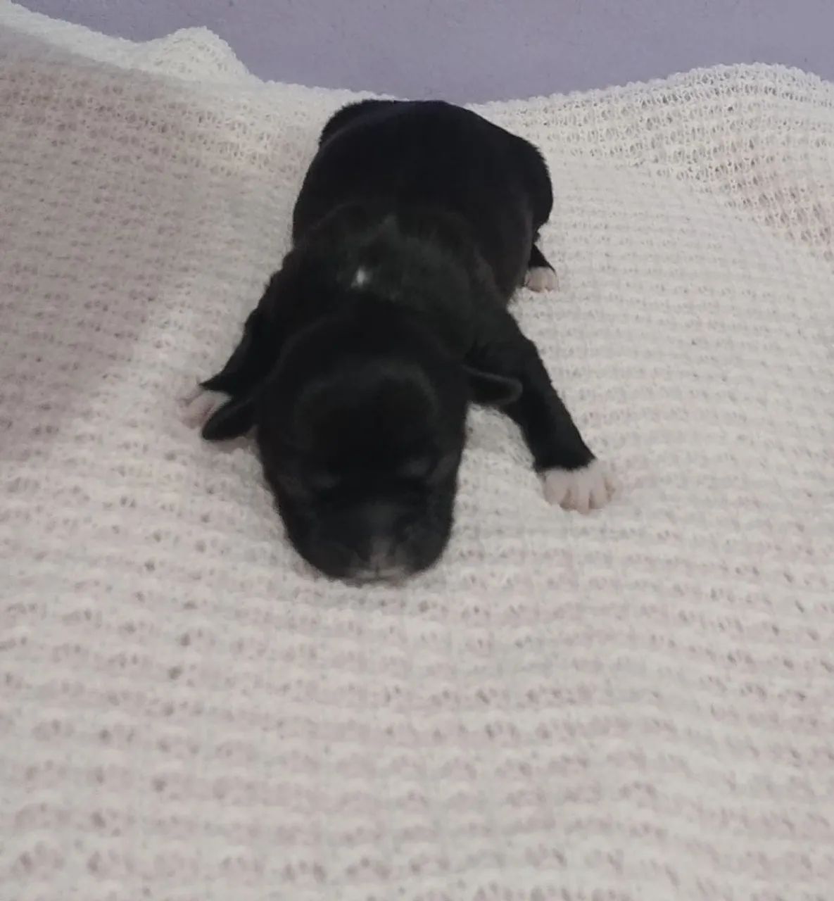 Cachorro  - Foto 5