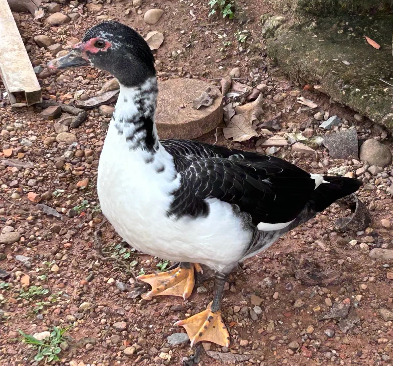 Patos - Foto 6