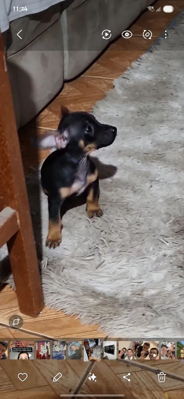 Cachorro