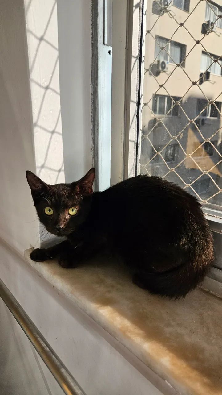 Gatinhos para adoção  - Foto 2