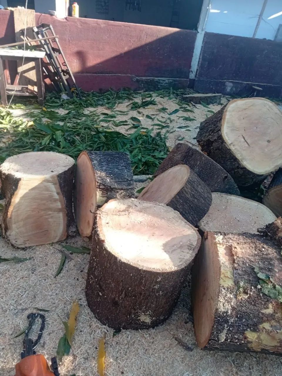 poda Árvores  - Foto 3