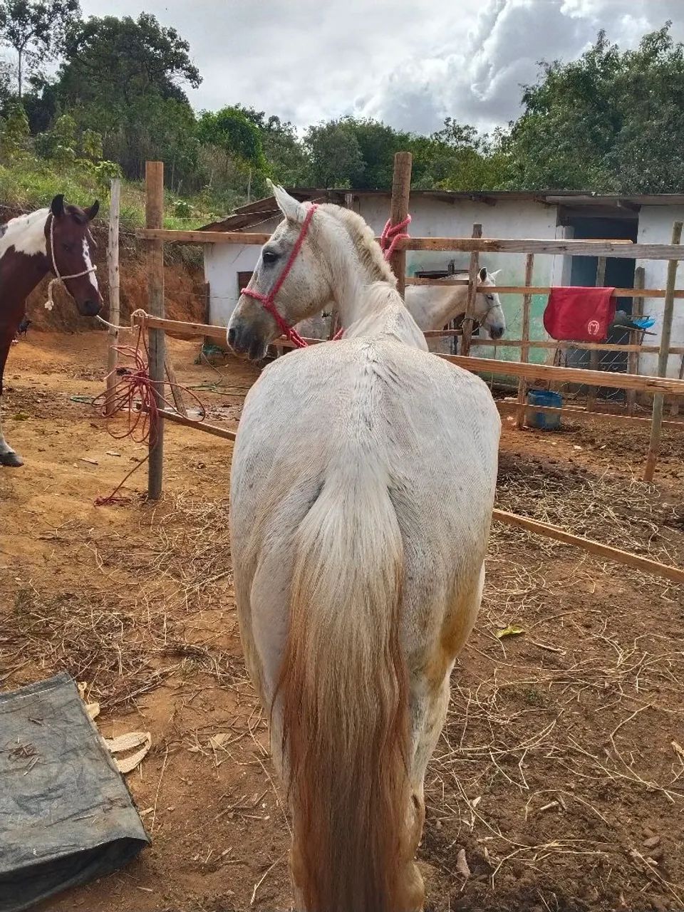 Egua - Foto 2
