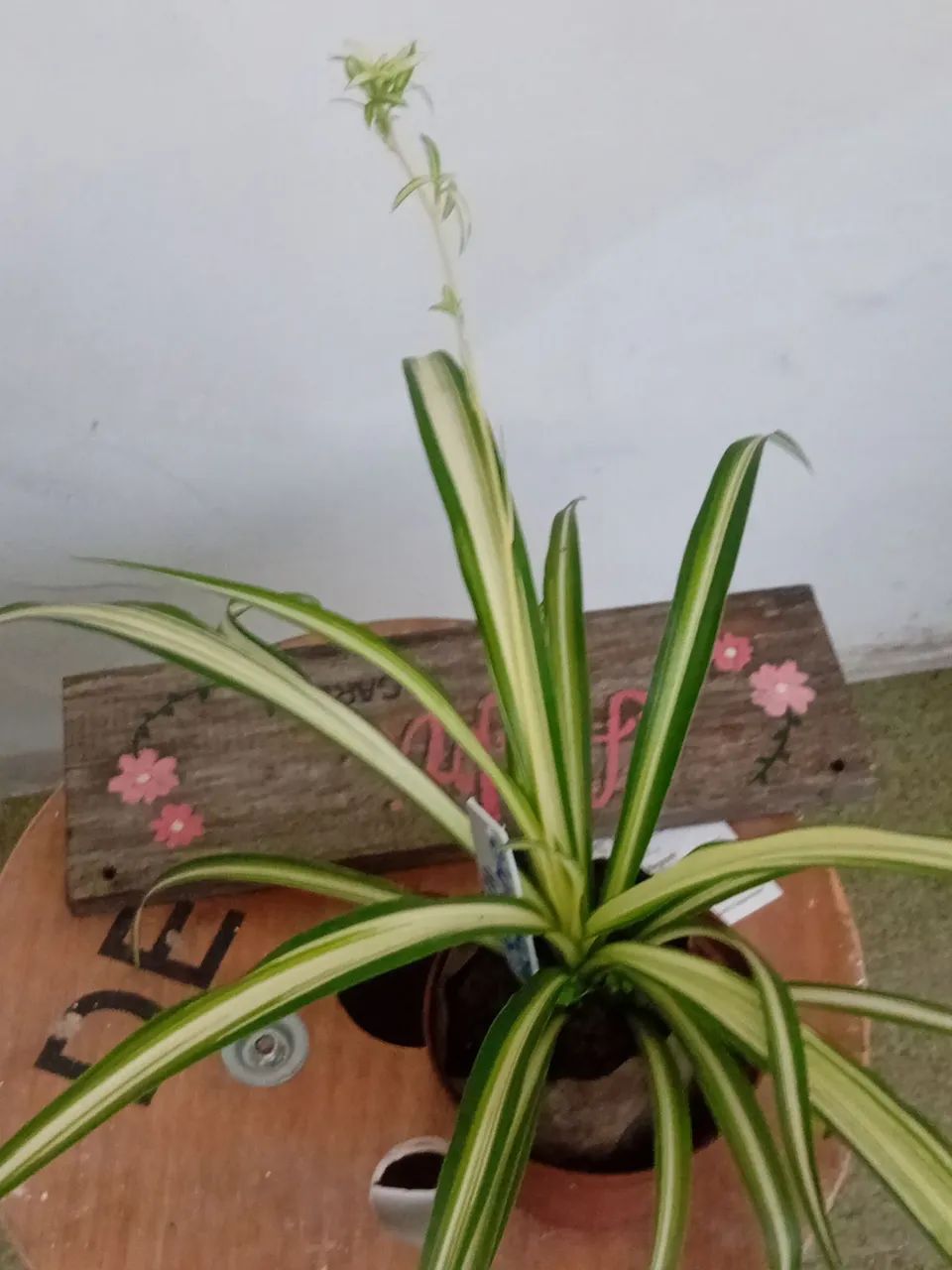 Muda planta  - Foto 2