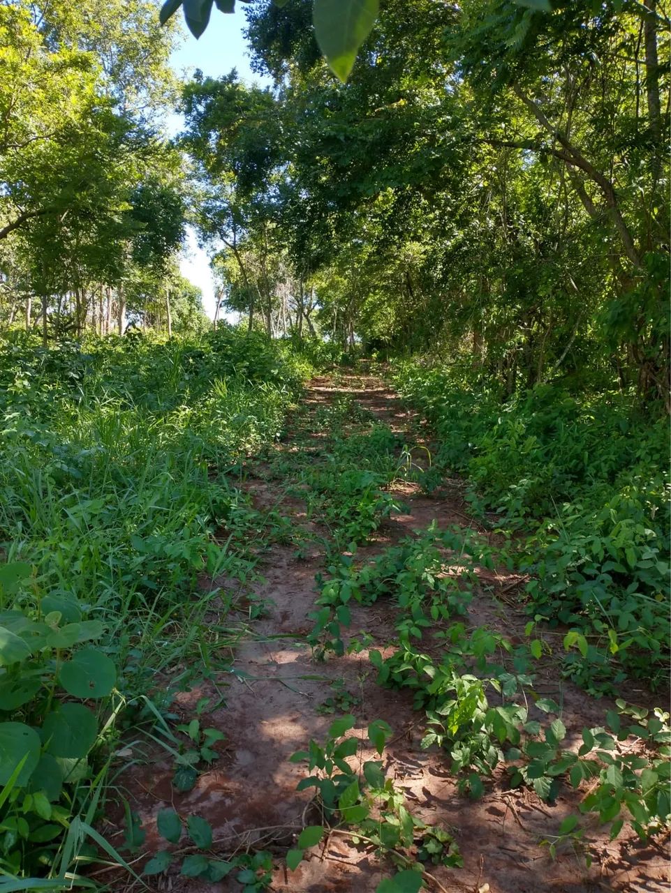 Chácara a venda - Parcelado ou a vista - Foto 2