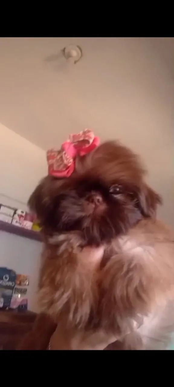 Shih Tzu Fêmea micro  - Foto 4