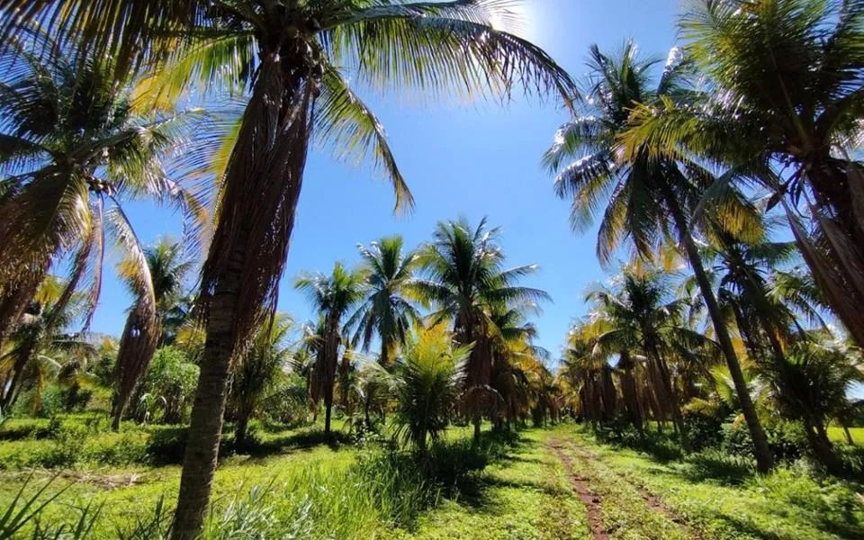 Terenos - Chácara - Zona Rural