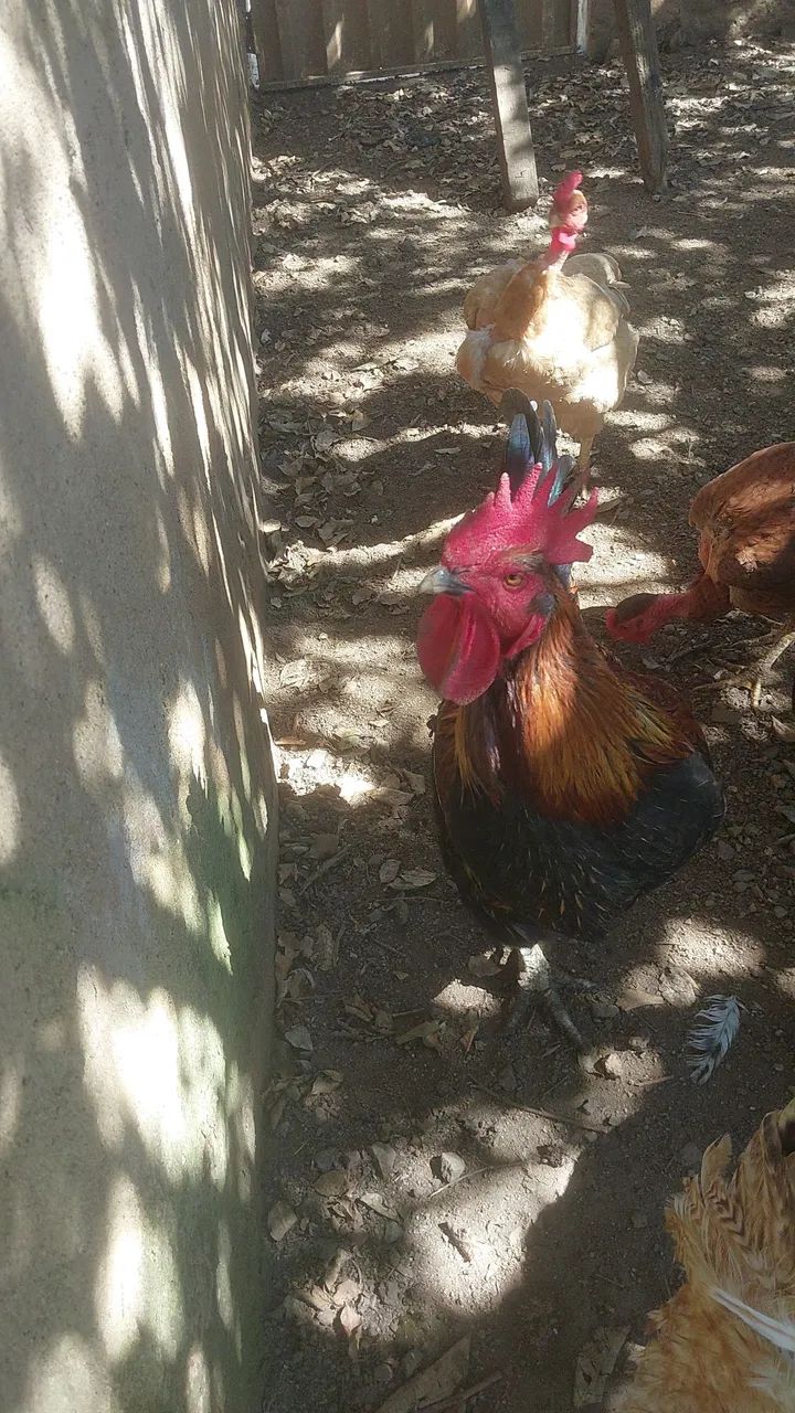 Galo 