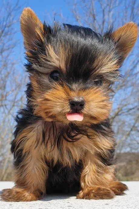 Yorkshire Terrier 