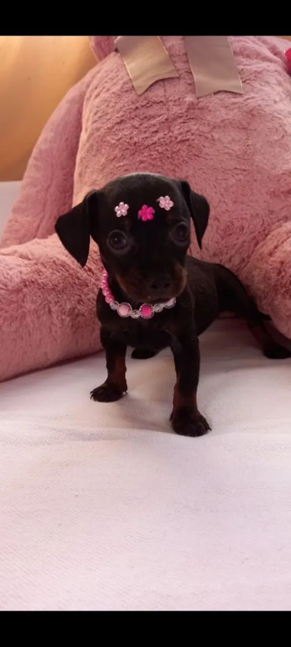 Pinscher Micro Zero - Foto 3
