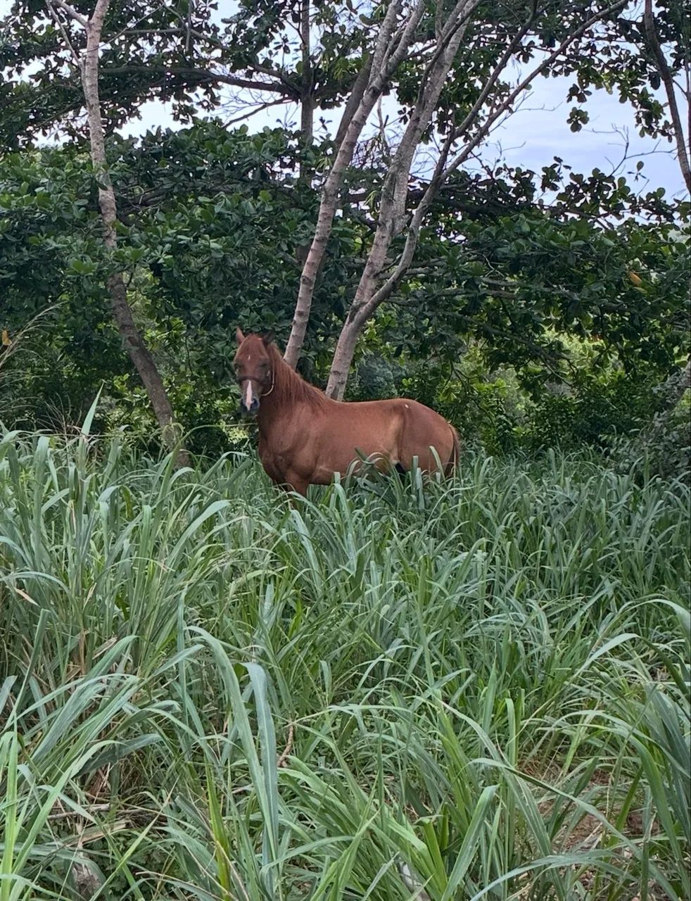 Mangalarga - Foto 5