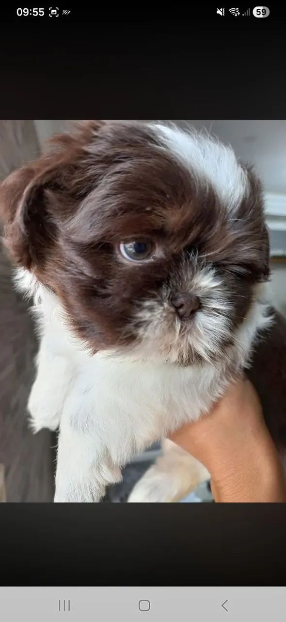 Shih Tzu