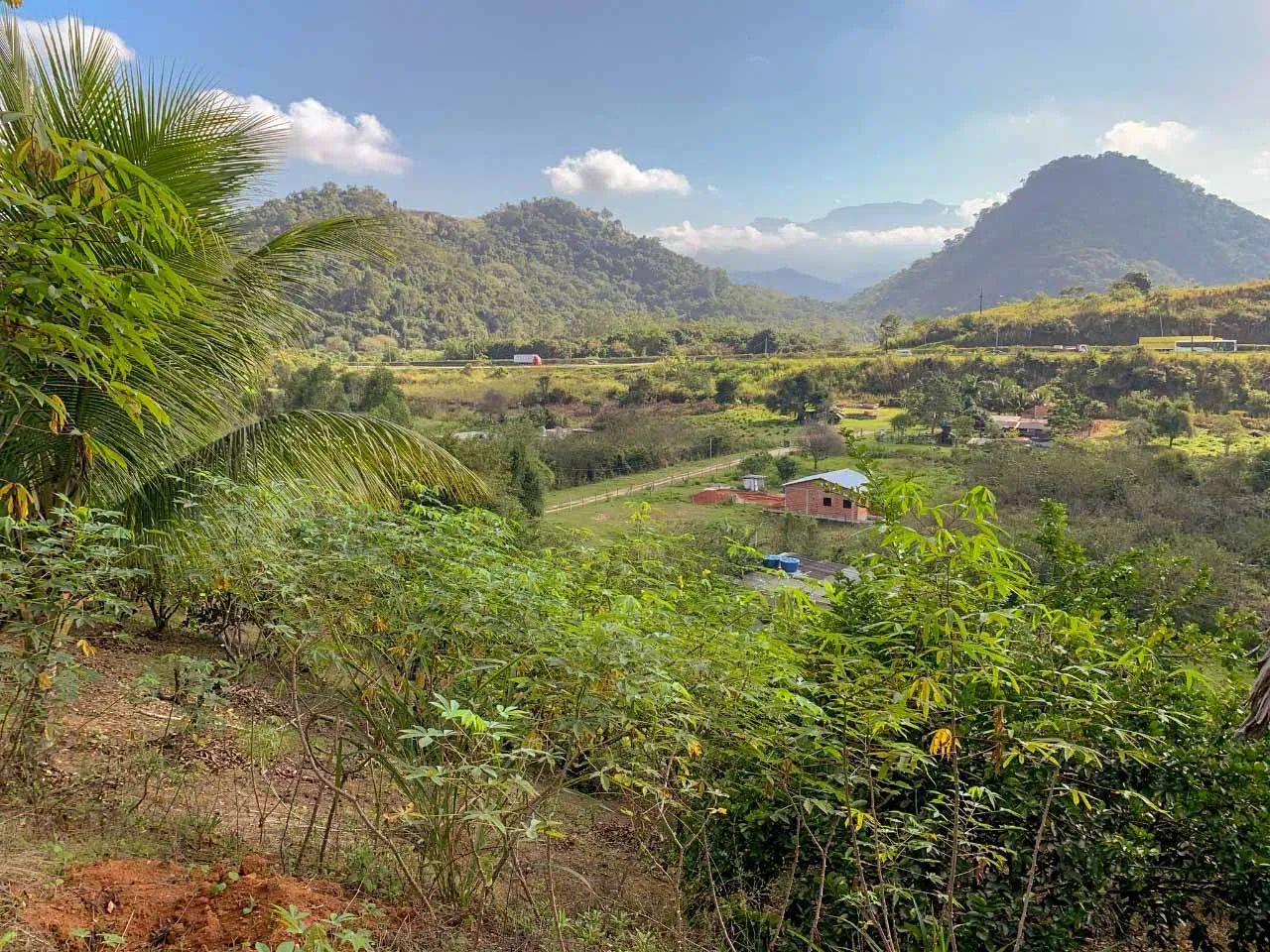 Sítio com plantação para venda - Foto 2