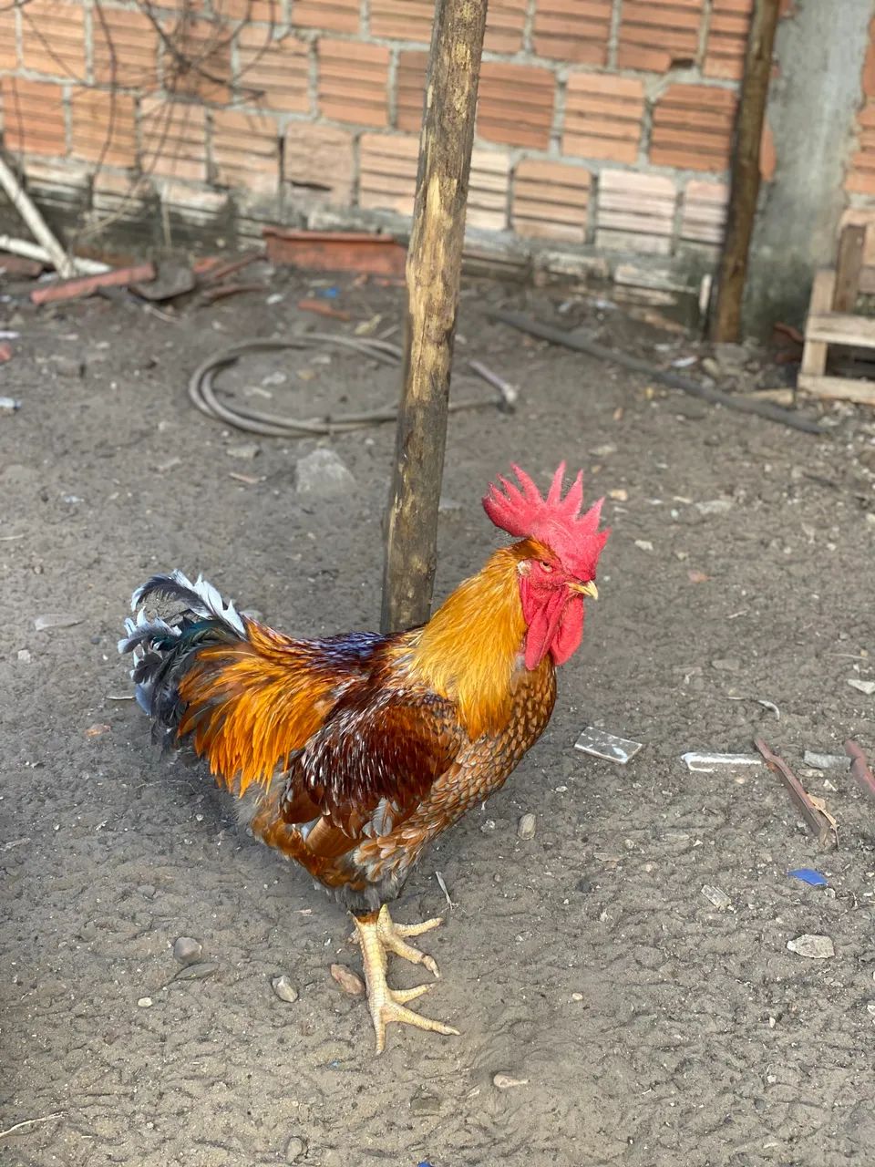 Galo GSB 1 ano e 5 meses 