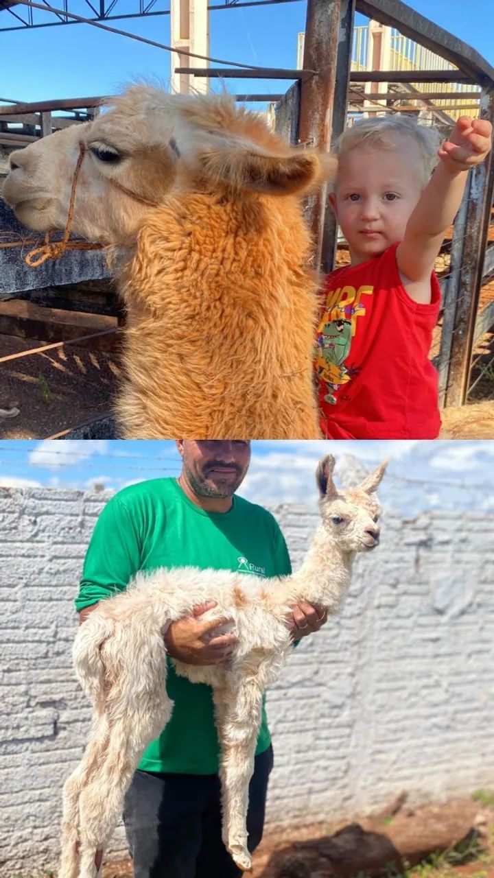 Lhamas e alpacas - Foto 2