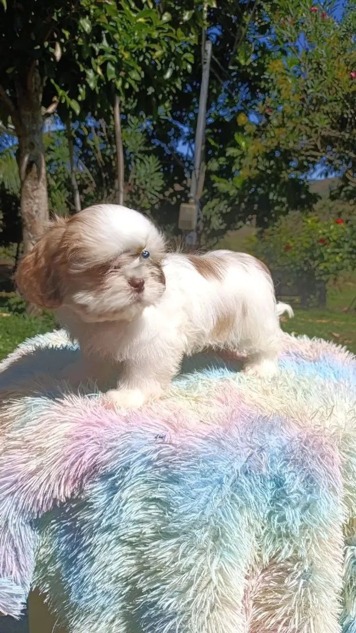 Shihtzu  - Foto 4