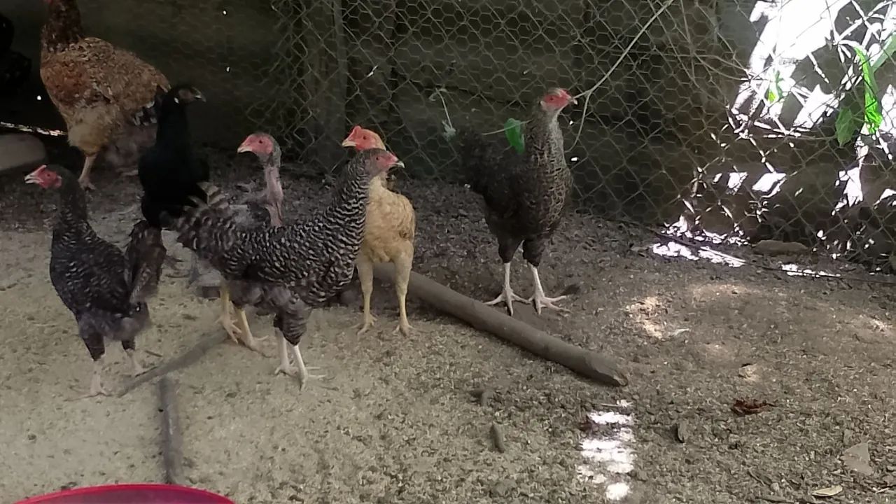 Frango caipira