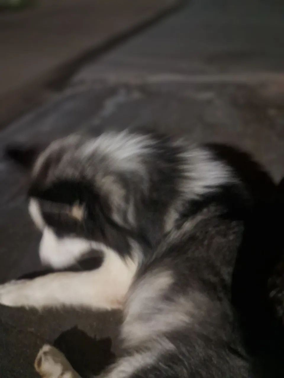 Vendo husky siberiano macho 
