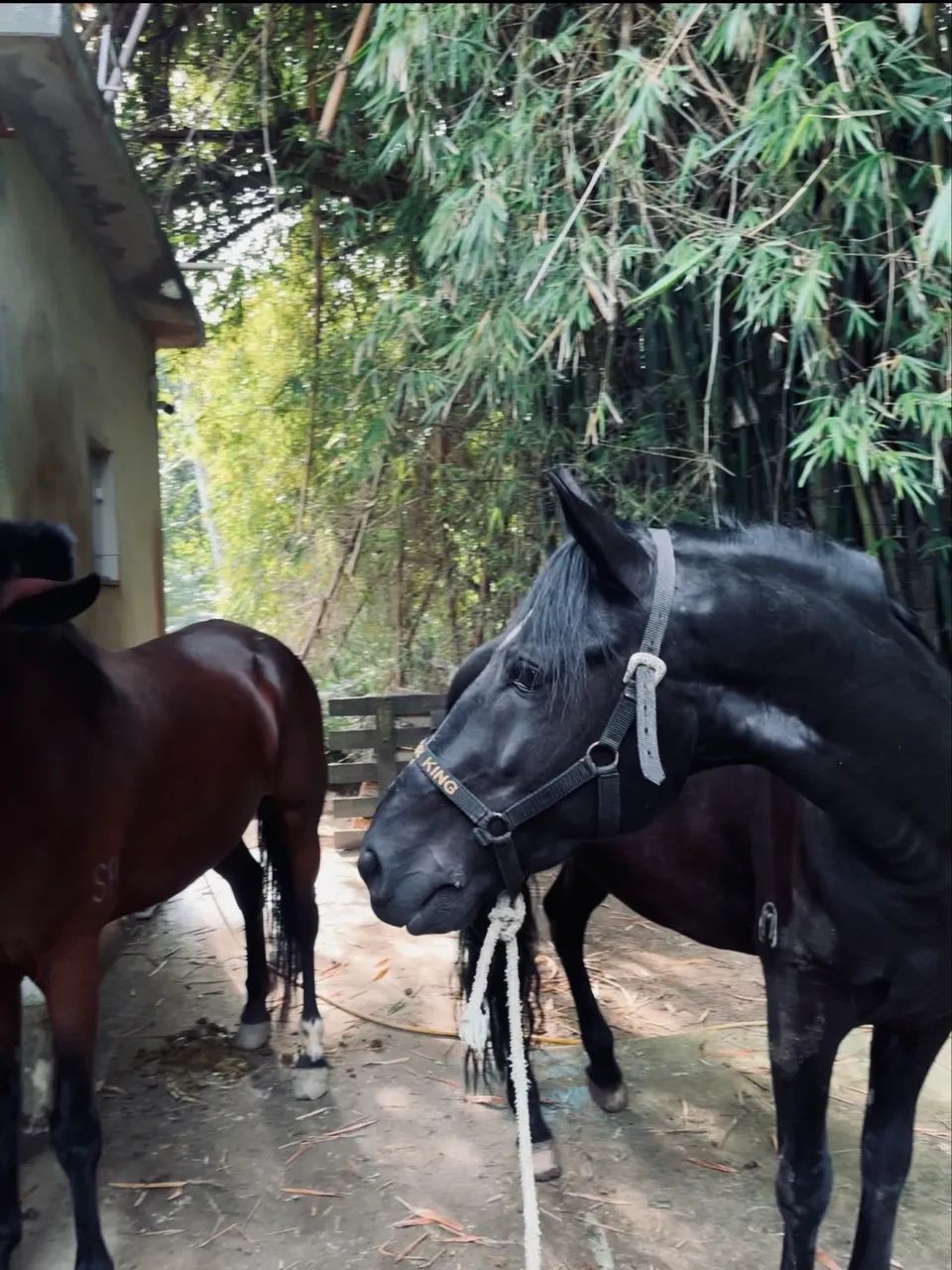 Vendo cavalo mangalarga marchador de competição  - Foto 2