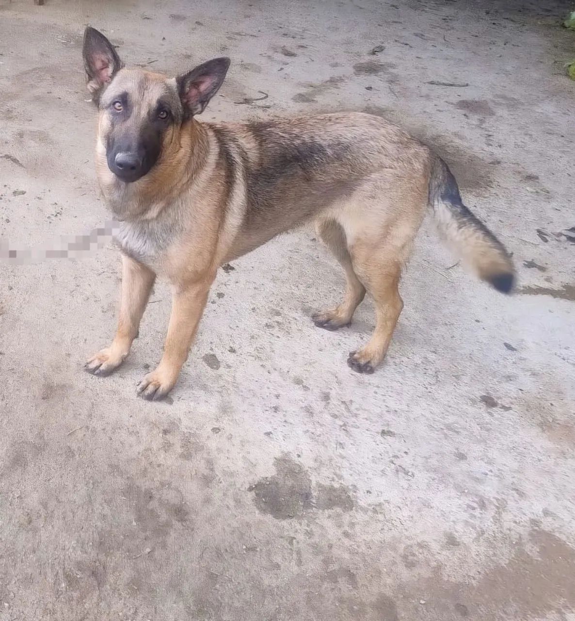 Doa-se pastor malinois  - Foto 2