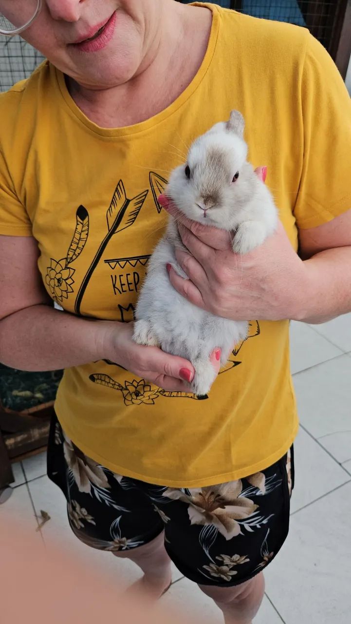 Coelho mini Anão  - Foto 5