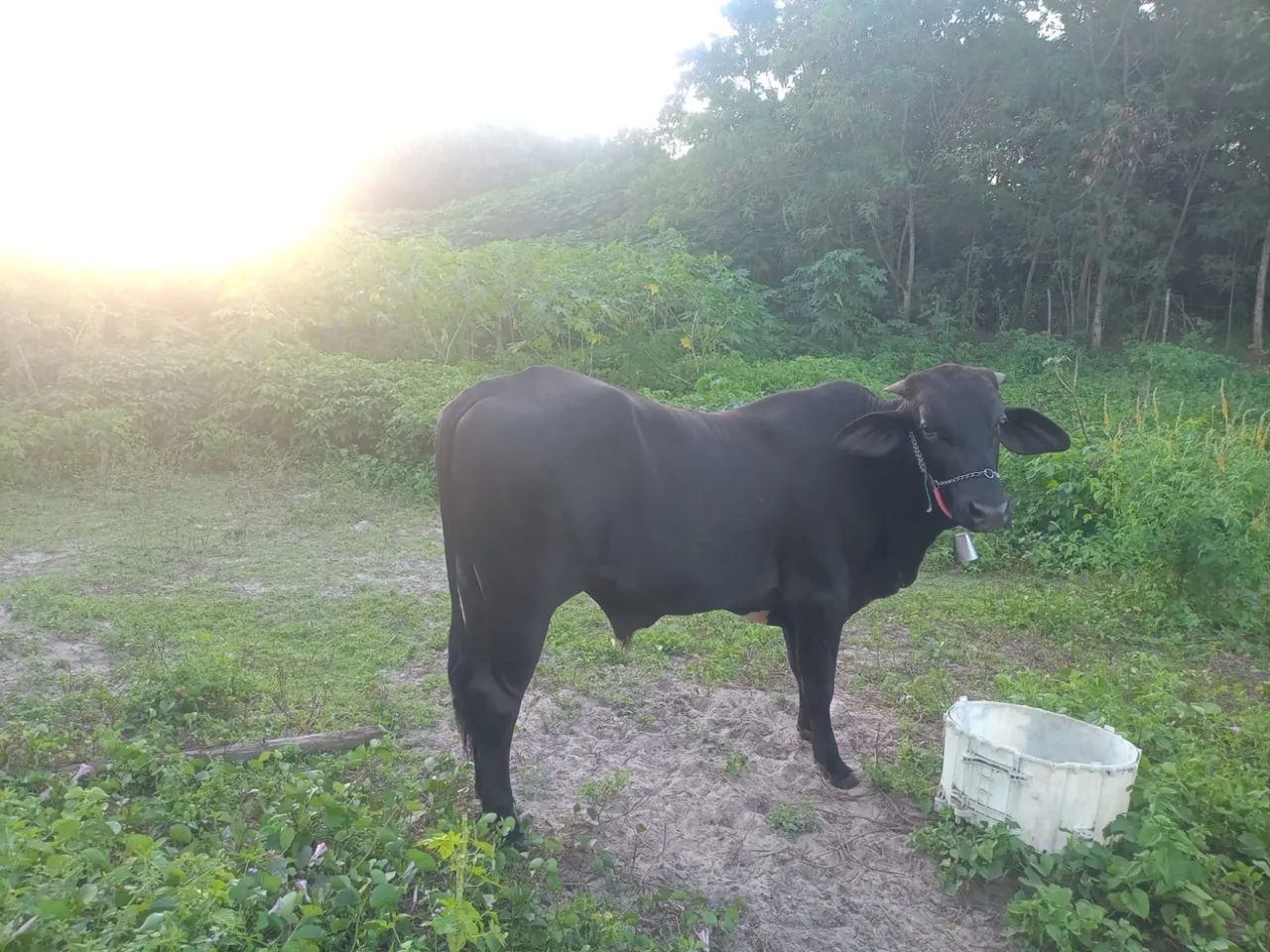 Bezerro / boi novo