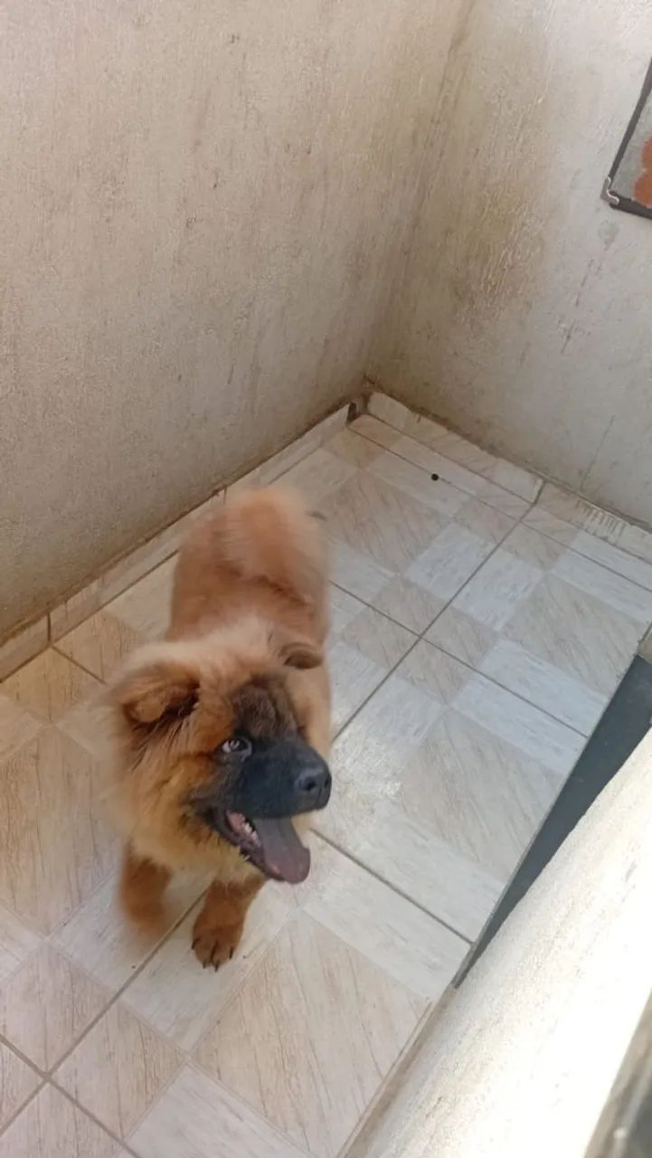 cachorro Chow Chow