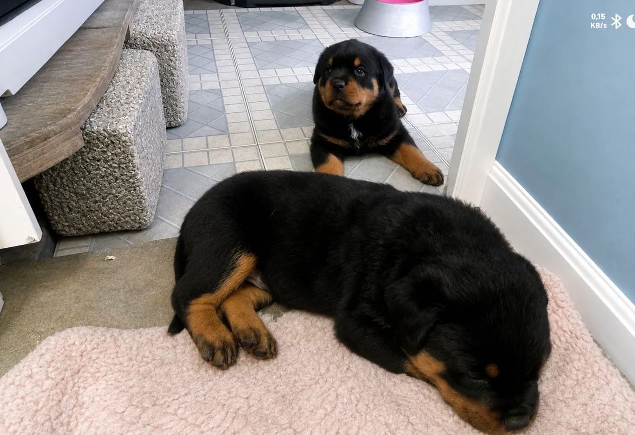 Filhotes Rottweilers - Foto 2