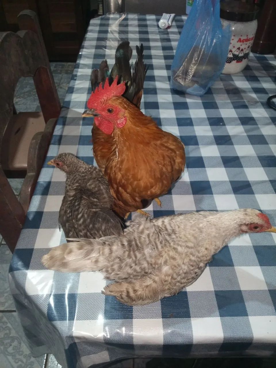 Galinha garnize 